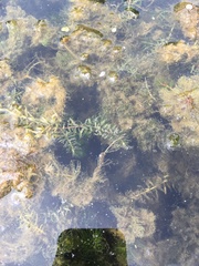 Elodea nuttallii