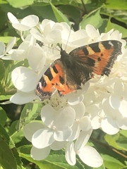 Aglais urticae