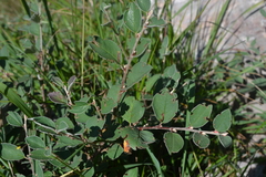 Cotoneaster pyrenaicus