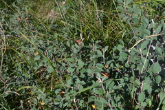 Cotoneaster pyrenaicus
