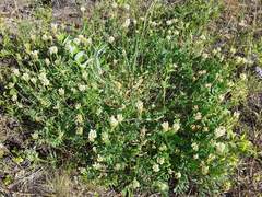 Astragalus inopinatus