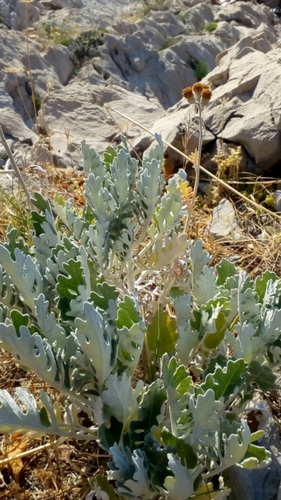 Jacobaea maritima