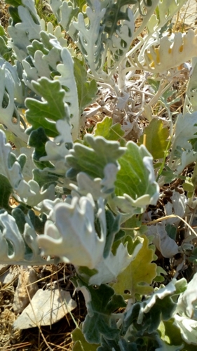 Jacobaea maritima