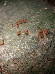 Stemonitis