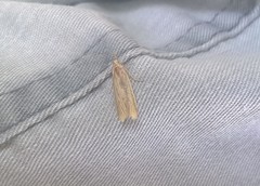 Ematheudes punctella