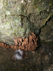 Stemonitis