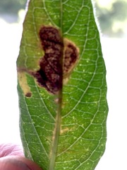 Liriomyza blechi
