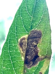 Liriomyza blechi