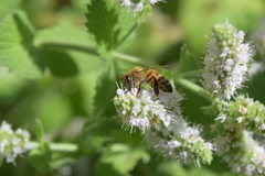 Apis mellifera