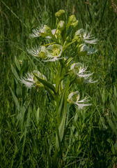 Platanthera praeclara