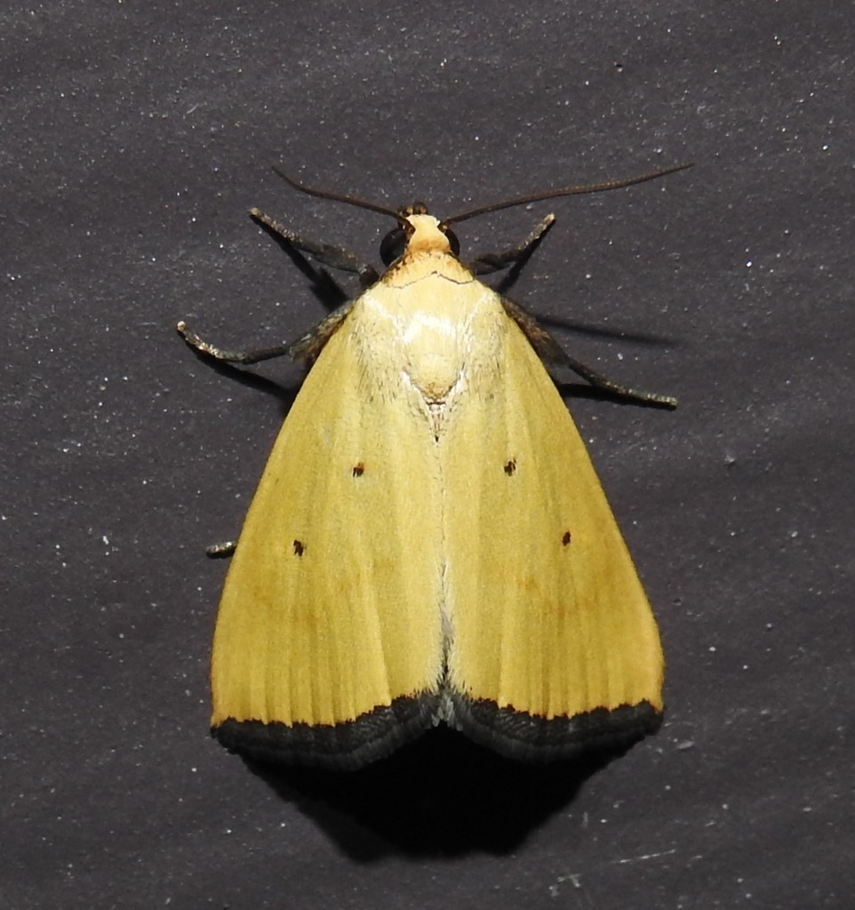 Lemon Moths