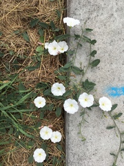 Convolvulus arvensis
