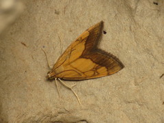 Evergestis limbata