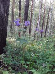 Geranium platyanthum
