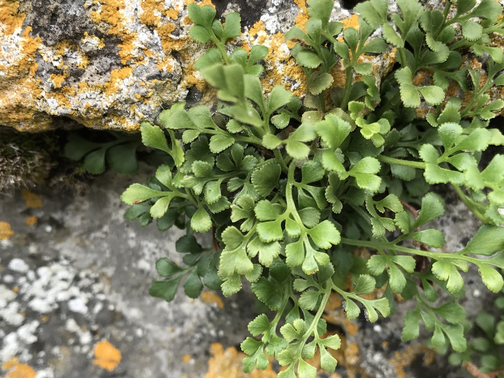 Wall-rue