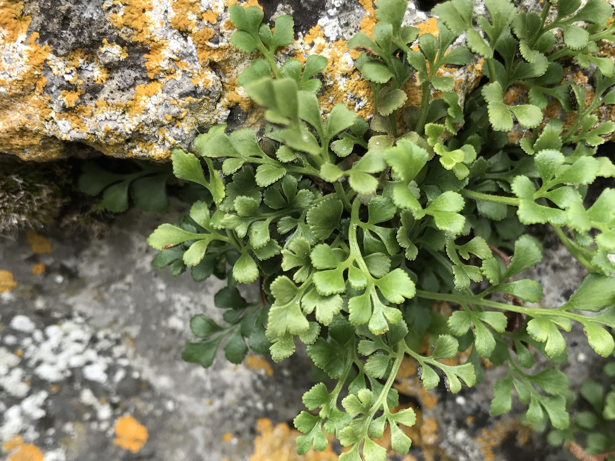 Asplenium ruta-muraria