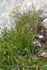 Chamorchis alpina