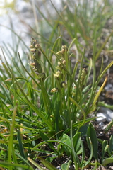 Chamorchis alpina
