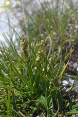 Chamorchis alpina