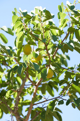 Pseudolachnostylis maprouneifolia