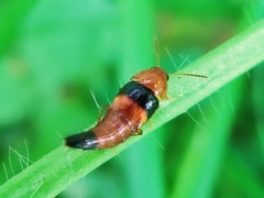 Tachyporus obtusus