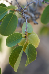 Pseudolachnostylis maprouneifolia