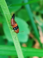 Tachyporus obtusus