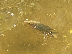 Mayaheros urophthalmus