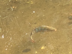 Mayaheros urophthalmus