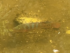 Mayaheros urophthalmus