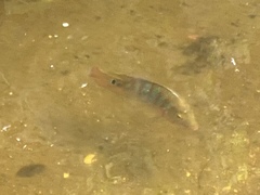 Mayaheros urophthalmus