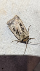 Pseudohermonassa flavotincta