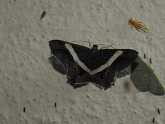 Chiasmia nora