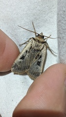 Pseudohermonassa flavotincta