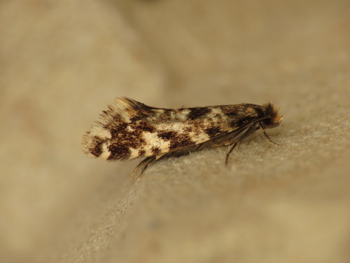 How to identify Nemapogon cloacella (Haworth, 1828)