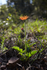 Gerbera jamesonii