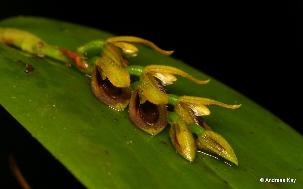 Acianthera