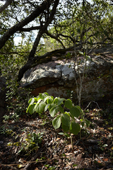 Dioscorea dregeana