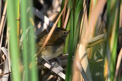 Acrocephalus agricola