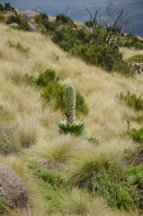 Nectarinia johnstoni