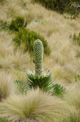 Nectarinia johnstoni