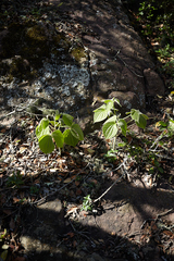 Dioscorea dregeana