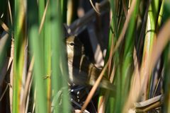 Acrocephalus agricola