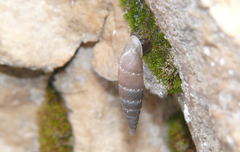 Leucostigma candidescens