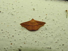 Striglina