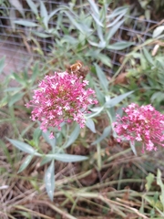 Centranthus ruber