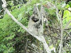 Bradypus variegatus tapajoensis