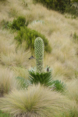 Nectarinia johnstoni