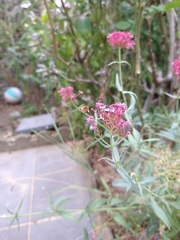 Centranthus ruber