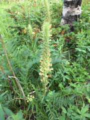 Pedicularis procera